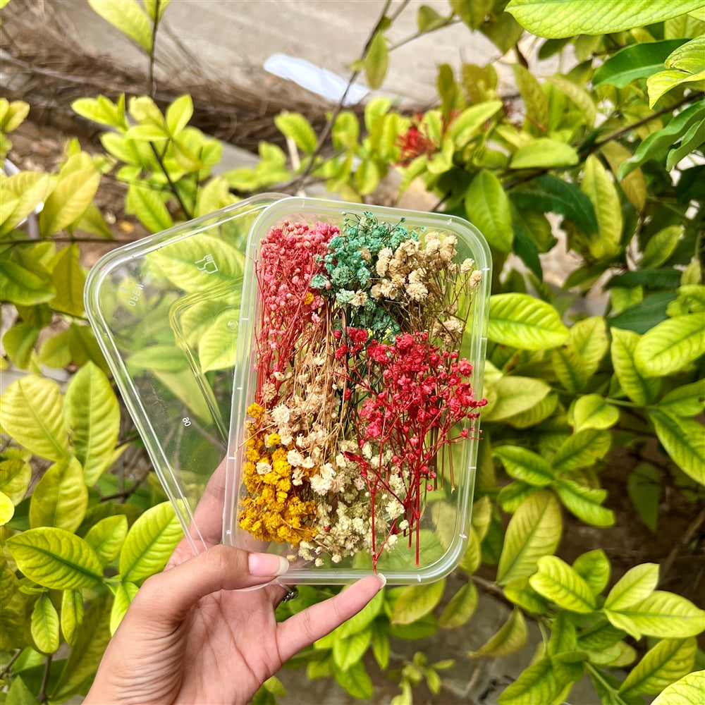 Baby Breath Mix Color β Dried Flower Box