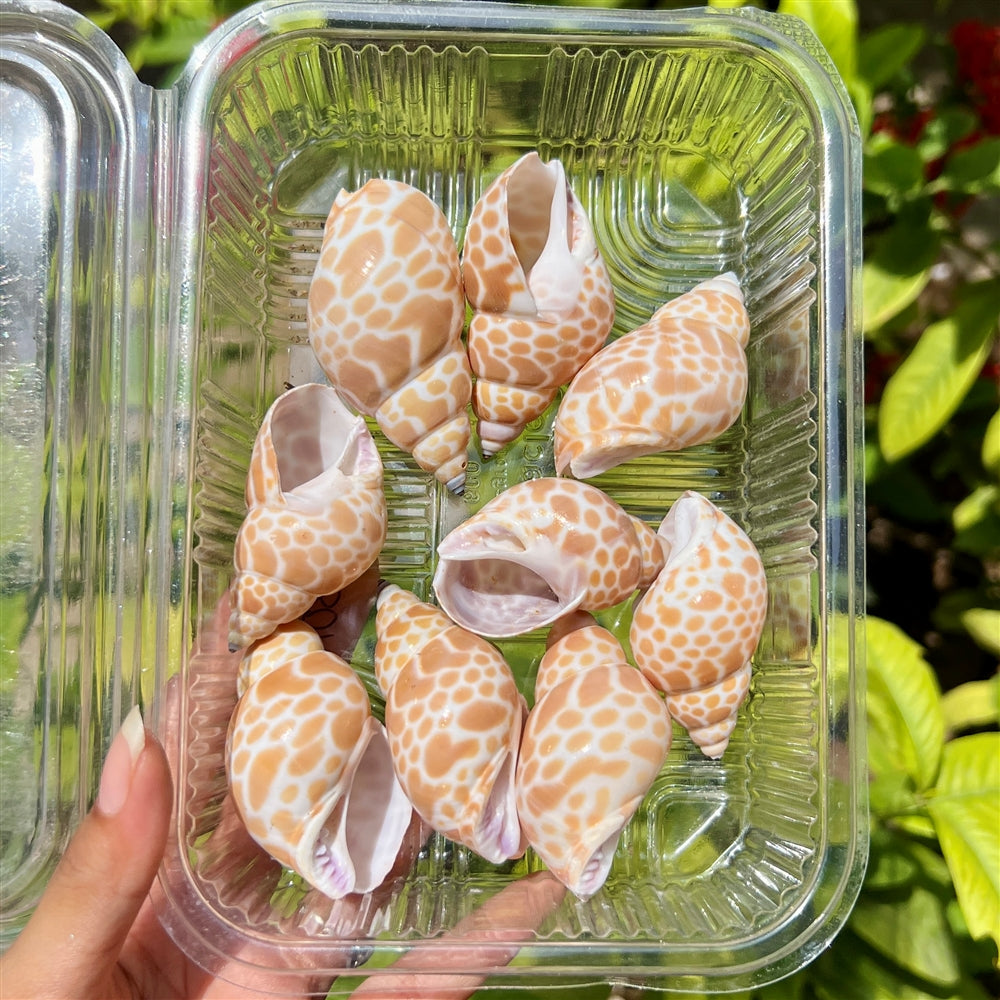 Giraffe Print Shells β Gloss Safari Set