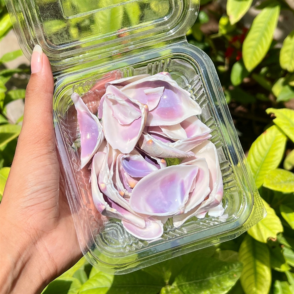 Iridescent Lavender Shells β Pearl Shine Finish