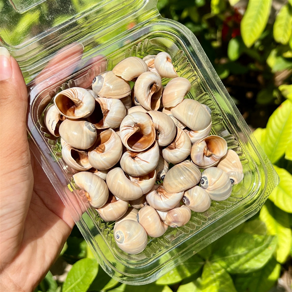 Mocha Swirl Shells β Gloss Finish Pack