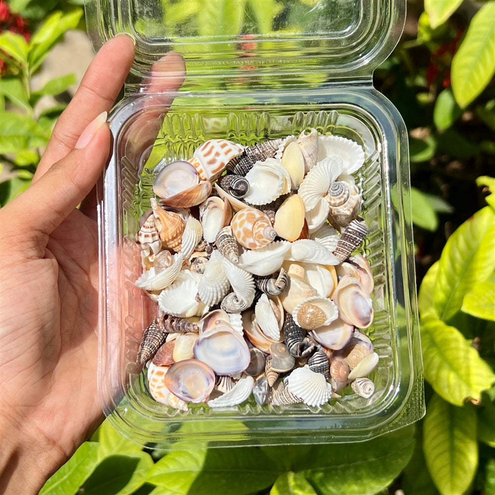 Ocean Treasure Mix β Assorted Natural Shells