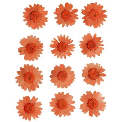 Orange Daisy Pressed Flowers