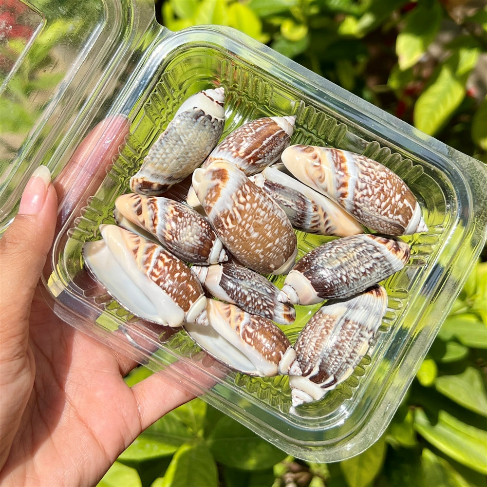 Tiger Cone Shells β Bold Patterned Pack
