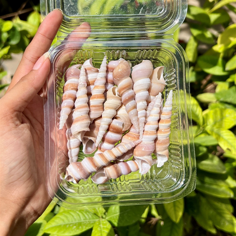Twisted Horn Shells β Natural Spiral Set