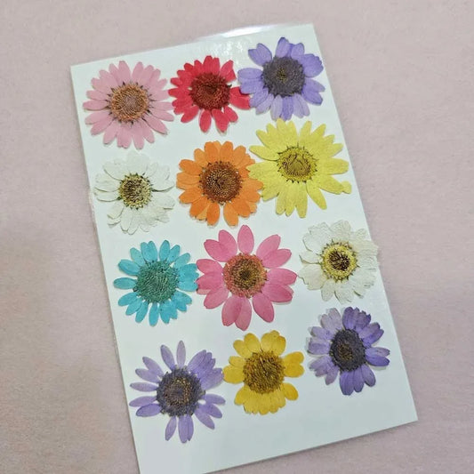 12 in 1 Daisy Multi Pressed Flowers
