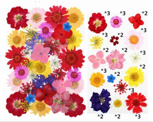 Confetti Garden Florals Mix Pressed Flower