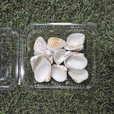 Coastal Calm Shells - Fan Pattern Set