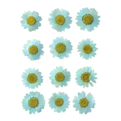 Sky Blue Daisy  Pressed  Flowers