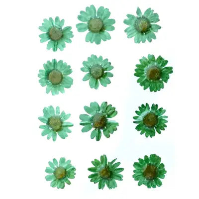 Green Daisy  Pressed  Flowers