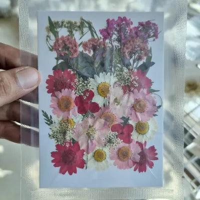 Floral Blush Mix Pressed Flower