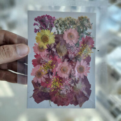 Rosy Garden Whispers Mix Pressed Flowers