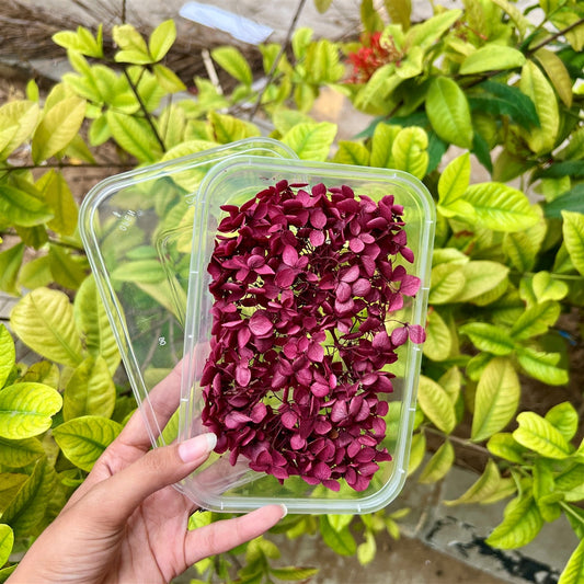Wine Velvet Hydrangea Flower Box